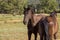 Pair of wild horses grazing in the Maremmana countryside