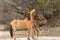 Pair of Wild Horses Sparring