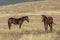 Pair of Wild Horses in the Utah Desert