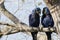 Pair of Wild Hyacinth Macaws Holding Conversation