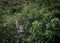 Pair of wild little owls looking forward and up