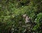 Pair of wild little owls preening each other (Athene noctua)