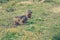 Pair of wild marmots feeding on a pasture.