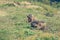 Pair of wild marmots feeding on a pasture.