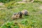Pair of wild marmots feeding on a pasture.