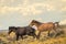 Pair of Wild Mustangs