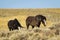 Pair of Wild Mustangs in Wyoming