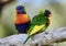 A pair of wild rainbow lorikeets