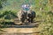 Pair of wild rhinos walking and being watched by tourists during jeep safari