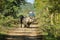 Pair of wild rhinos walking and being watched by tourists during jeep safari