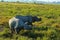 Pair of wild rhinos walking standing amidst grasslands at kaziranga national park Assam India