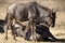 Pair of wildebeest enjoying the African savannah of the Pilanesberg National Park in South Africa