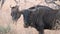 Pair of Wildebeest grazing on the savanna