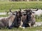 Pair Wildebeest Resting in Grass