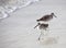 Pair of Willets on Beach