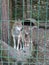 Pair wolves behind fence, Caucasus Nature Reserve