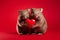 Pair of wombats holding red heart in front of studio background