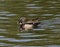 A Pair of Wood Ducks