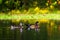 Pair of Wood Ducks Paddling on the Lake