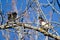 Pair of Wood Ducks Perched in a Tree