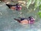 Pair of Wood Ducks Wading in a Shallow Florida Pond