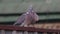 pair of wood pigeons on a courtship fence