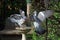 A pair of Wood Pigeons squabbling on a bird feeder