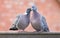 Pair of wood pigeons, UK garden birds