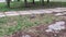 A pair of wood pigeons walking in the park