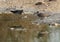 A pair of Wood Sandpipers at Asker marsh, Bahrain