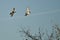 Pair of Woods Ducks Flying Over the Trees