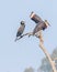 A Pair of Wool neck Stork with a cormorant