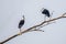 A pair of wool neck stork sitting on a tree