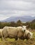 Pair of wooly Highland sheep grazing on alfalfa