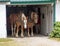 A pair of work horses on Mackinac Island