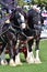 Pair of working shire horses