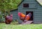 Pair of Wyandotte chickens seen outside there timber built couple, as seen in a garden setting.