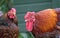 Pair of Wyandotte chickens seen outside there timber built couple, as seen in a garden setting.