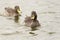 Pair of Yellow Billed ducks