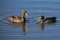 Pair of Yellow Billed Ducks on a pond busy with courtship