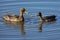 Pair of Yellow Billed Ducks on a pond busy with courtship