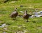 Pair of yellow-billed pintail duck in South Georgia