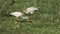 Pair of yellow billed storks feeding in masai mara game reserve