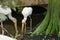 Pair of Yellow-billed storks fishing in a pond