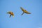 Pair of yellow and blue parrots flying, moving away and turning left