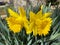 Pair of Yellow Daffodils in March