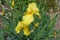 Pair of yellow flowers of bearded irises