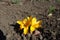 Pair of yellow flowers of crocuses in March