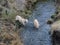 Pair of Yellow Labrador retriever dogs with a GPS locating collar splashing in a creek.