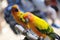 A pair of yellow lorikeets perched on a branch at a park